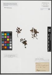 Foto von Salix retusa L.